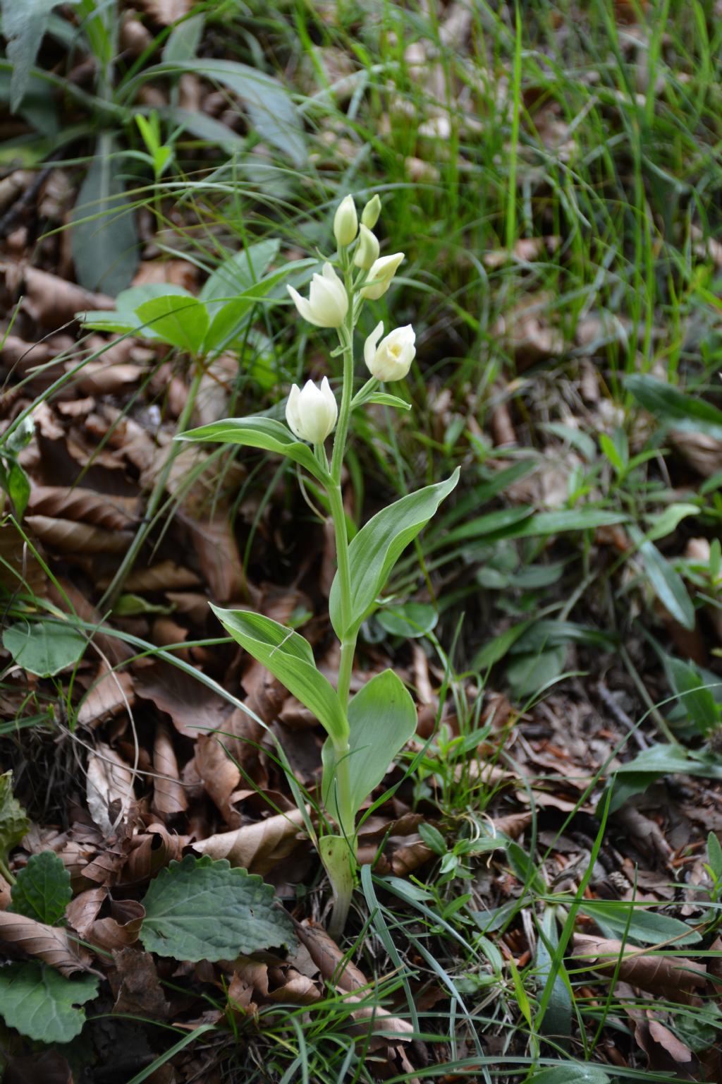 Cephalanthera damasonium